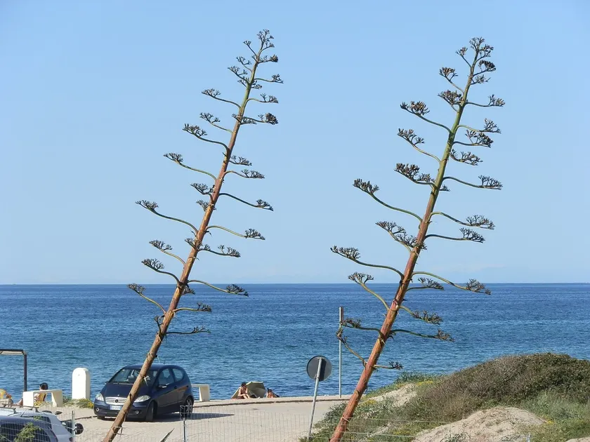 In front of the beach-Platamona - Image 1