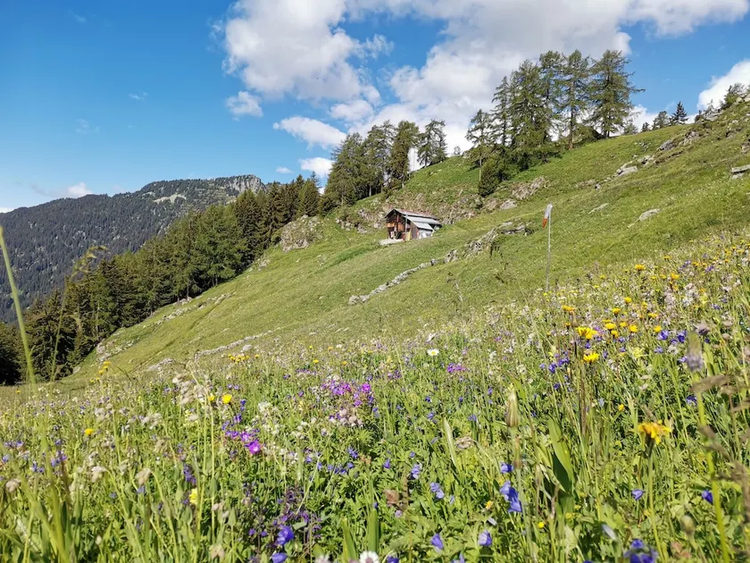 Alpji Hängula, alpine paradise at 1850 m - Image 1