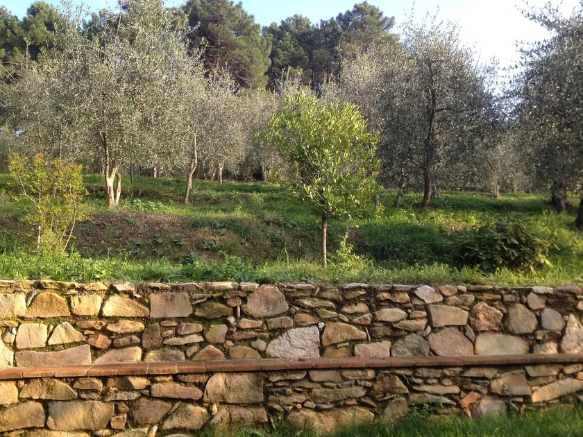 Coin de paradis vert à Calci près de Pise - Image 1