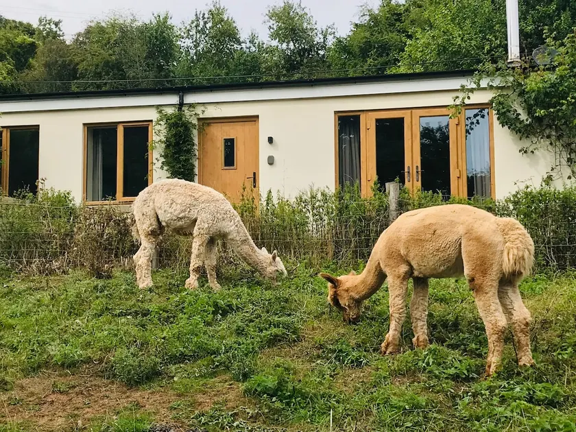 Restful rural views, alpacas, wildlife- Perry Pear - Image 1