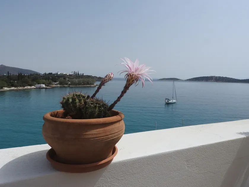 Aloe Seafront Terrace - Image 1