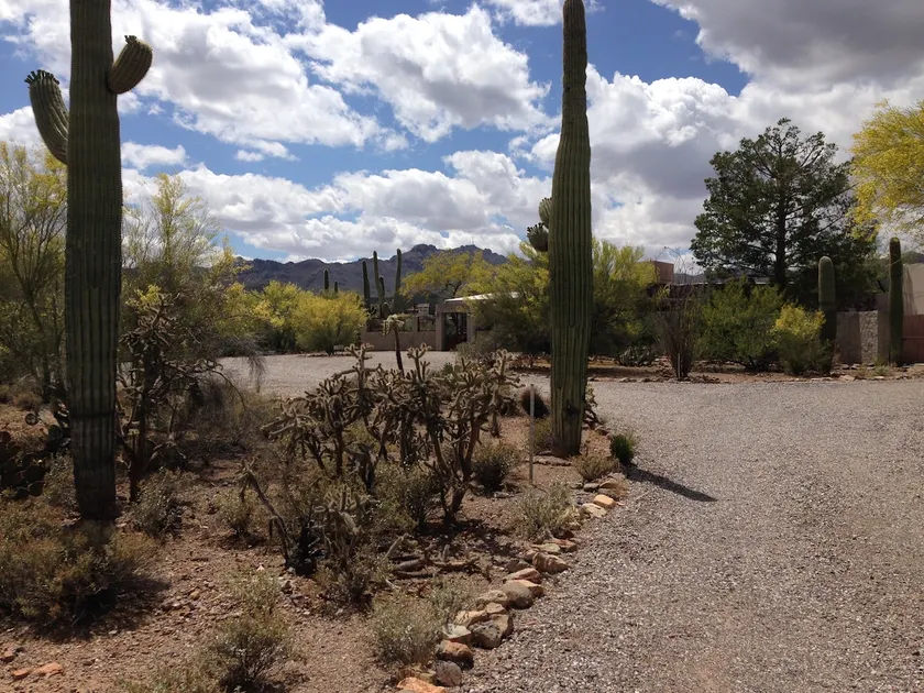 Serenity in the Saguaro Forest - Image 1