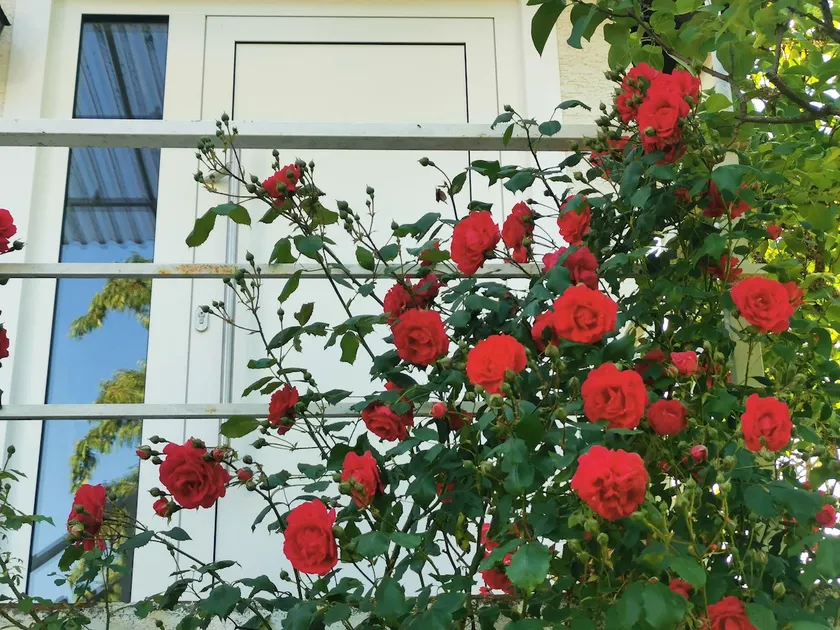 Casa Wilhelm - Image 1
