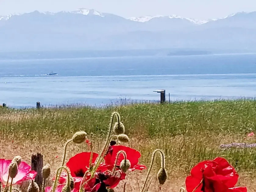 Serenity on the Salish Sea - Image 1