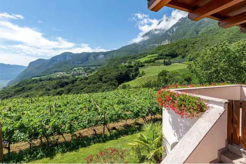 Santlhof-Vernatsch, in the midst of the vineyards - Image 1