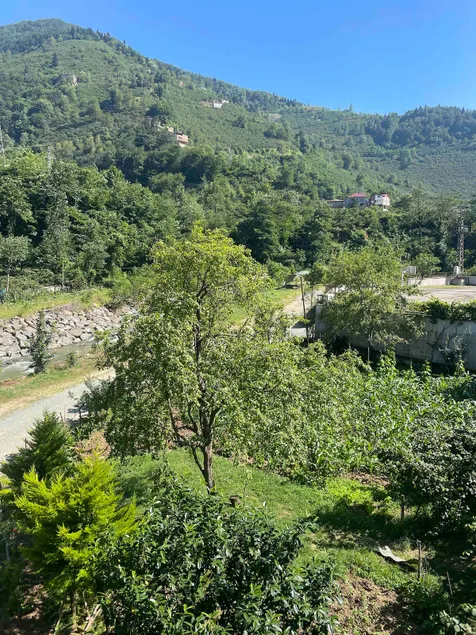 A green and peaceful apartment - Image 1