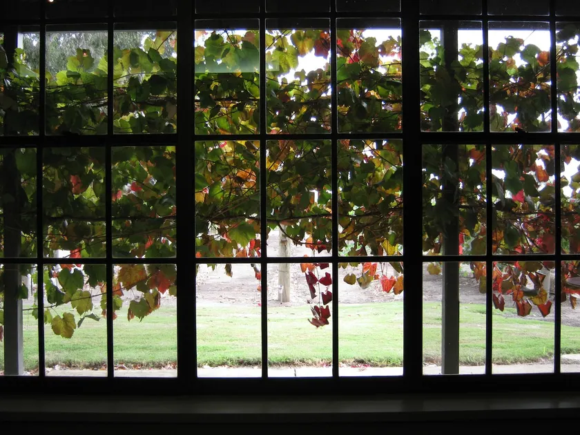 Under the Vines - Image 1