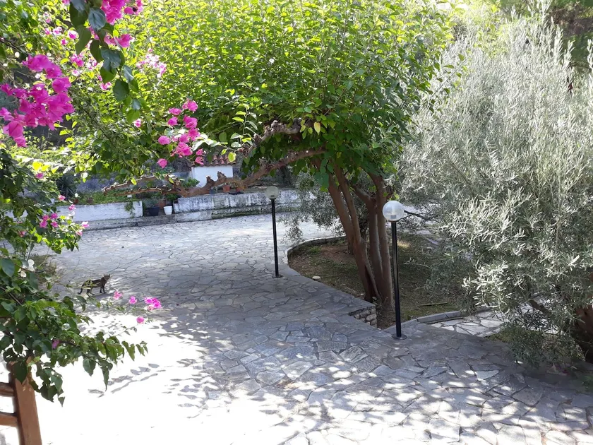 Σπίτι σε ελαιώνα, house in an olive grove - Image 1