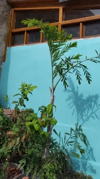 La Casita Azul - Image 1