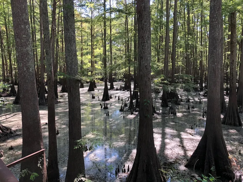 Caddo Lake Kayak Cabin - Image 1