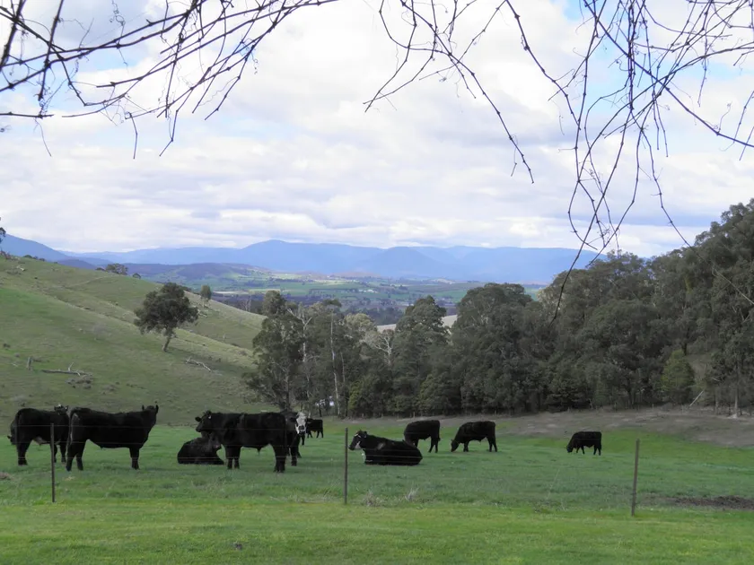 Yarra Glen - peaceful retreat, beautiful views. - Image 1