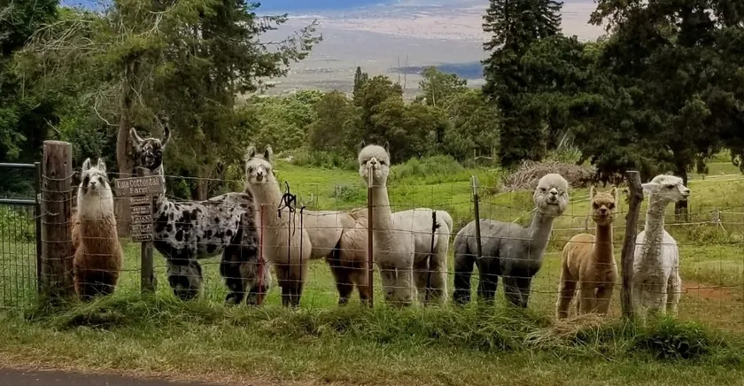Upcountry Alpaca, Llama, and Rabbit working farm - Image 1