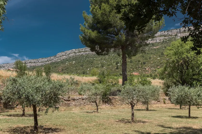 Charming F3 surrounded by vines and olive trees - Image 1