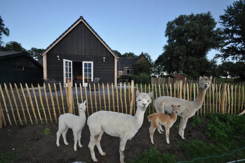 Alpaca guesthouse 1 hr from Amsterdam near Zwolle - Image 1