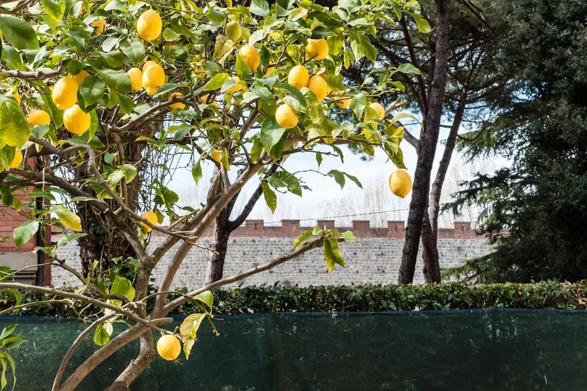 Lemon House GREEN - Image 1