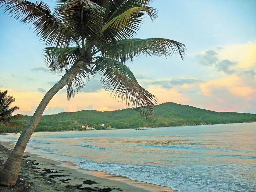 Cozy Tropical Suite - Image 1