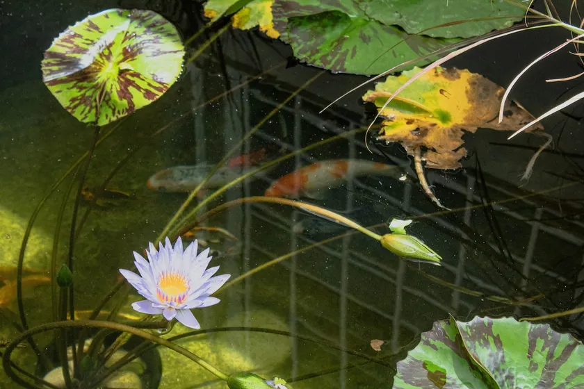 Luxury Studio in Ocean Park w/h Koi Pond! - Image 1