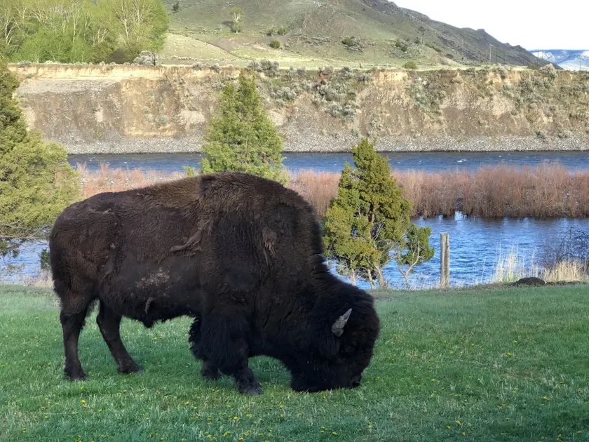 BISON HALLOW on the YELLOWSTONE RIVERFRONT - Image 1
