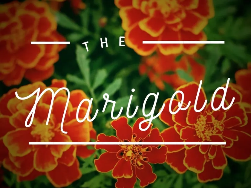 Southtown Marigold | Riverwalk 6min |WalkScore 81 - Image 1