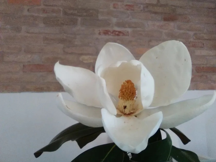 Ca' della Magnolia - Image 1