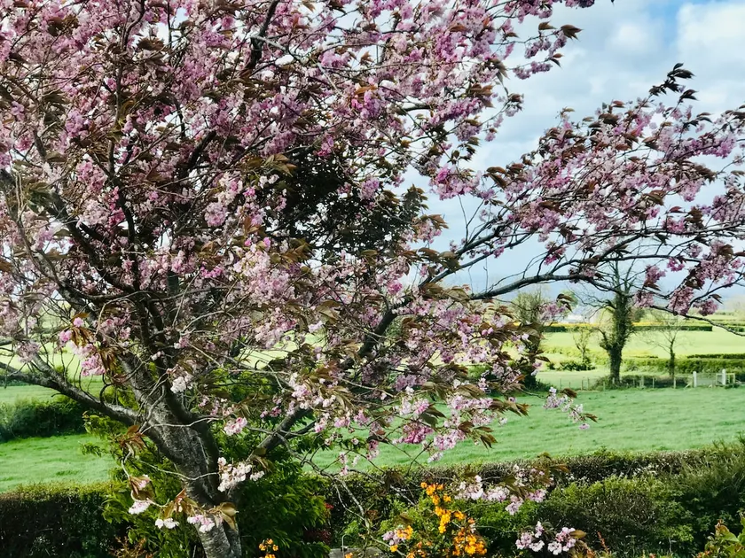 Eden Cottage - Image 1