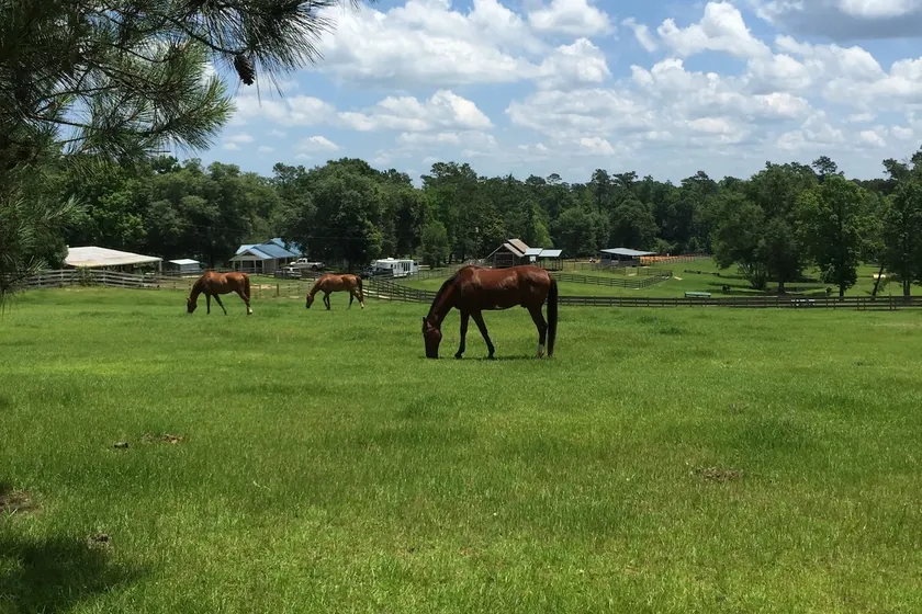 Over the Moon Farm, Relaxing with the Horses - Image 1