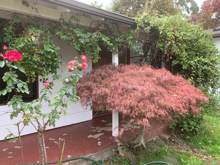 South Hills Rose hus - Image 1