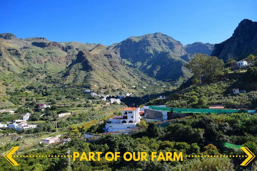 Houses Camino Tamadaba Stunning Views Valle Agaete - Image 1