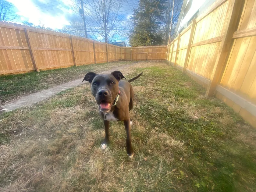 Pup Paradise - Privacy Fence! - Image 1