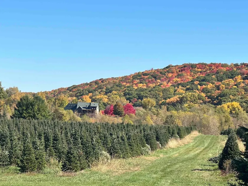 Real Christmas Tree Farm! Skiing nearby - Image 1