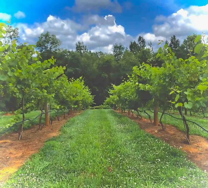 Vineyard Life Ellijay! Free wine tasting - Image 1