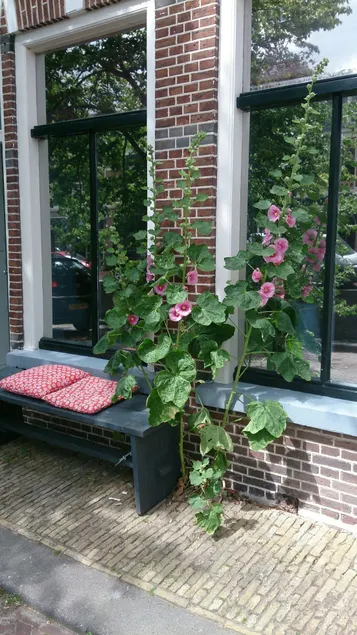 Bed in de binnenstad ♡ bed downtown - Image 1