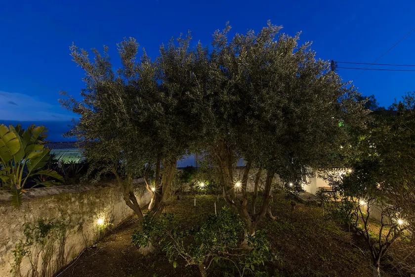 Two Olive Trees - Image 1
