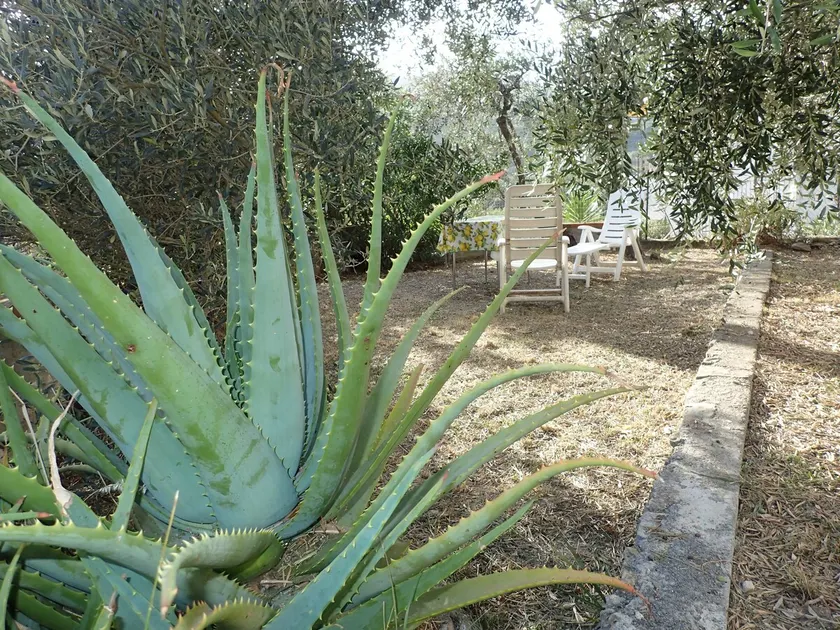 Cottage among the olive trees near the sea IT009031C2OFLEBT3J - Image 1