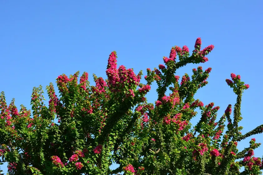 Vila Costa - Image 1