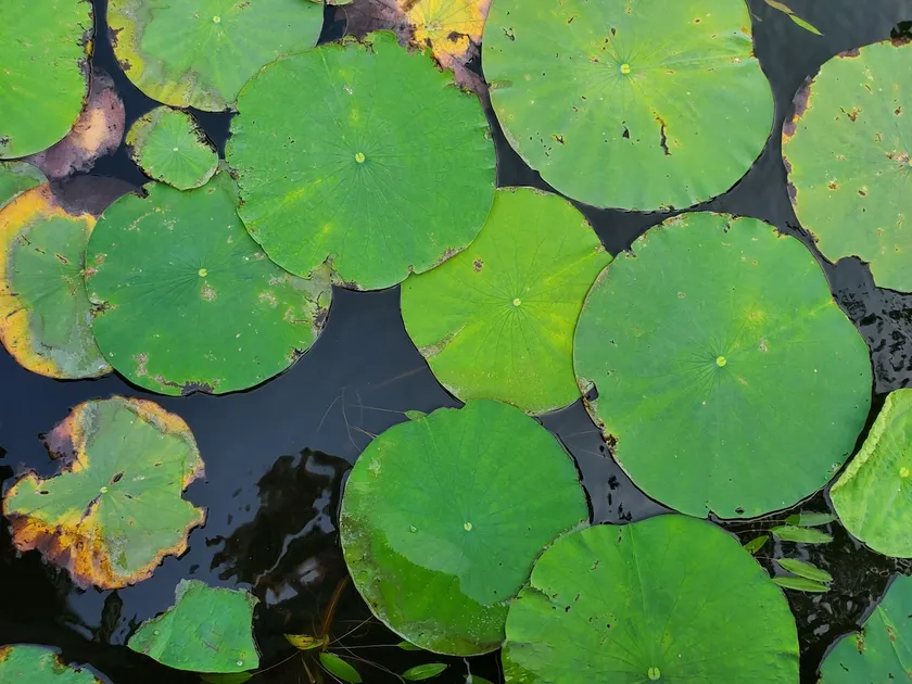 Lilly's Pad at Lone Star Lake - Image 1