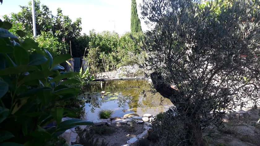 Carp and frogs - Image 1