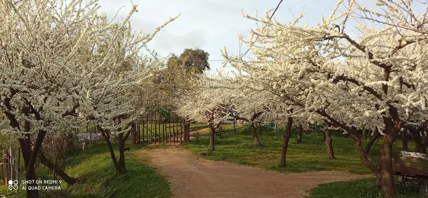 A pleasant country house with a barbecue ”HUERTA EL CANO” - Image 1