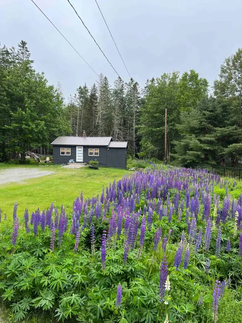Romantic Forest Cabin - private, near everything - Image 1