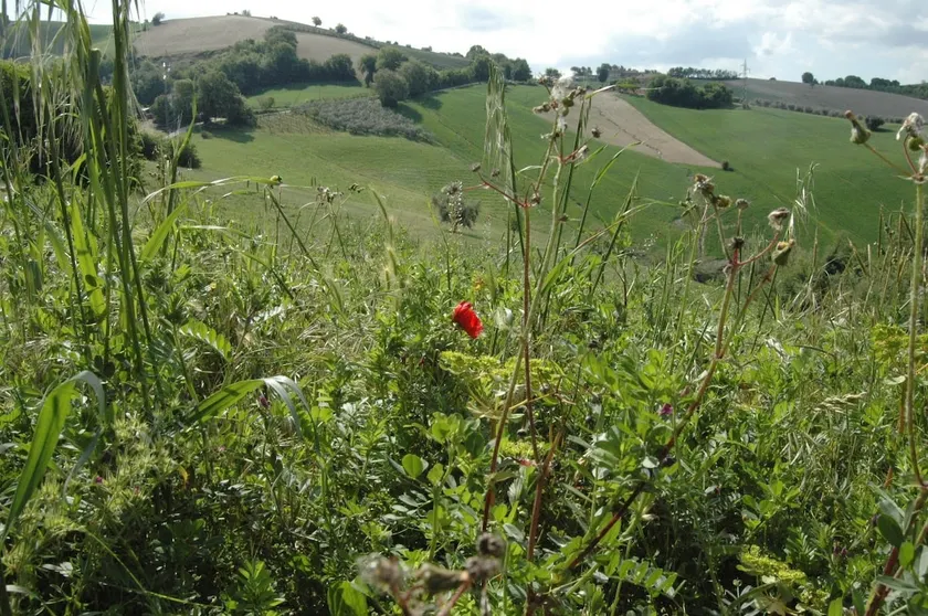 Roby's home in Monterubbiano - Image 1