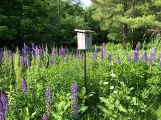 Northern Vermont Country Escape/ The Martin House - Image 1