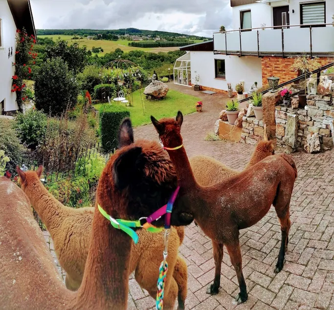 “Alpaca view” in the fabulous Soonwald - Image 1
