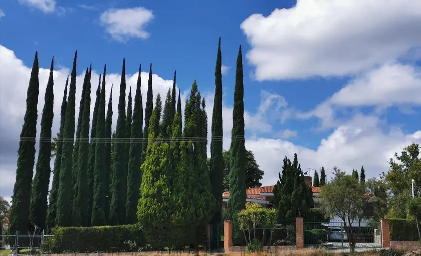 Villa los Cipreses, the best place to rest - Image 1
