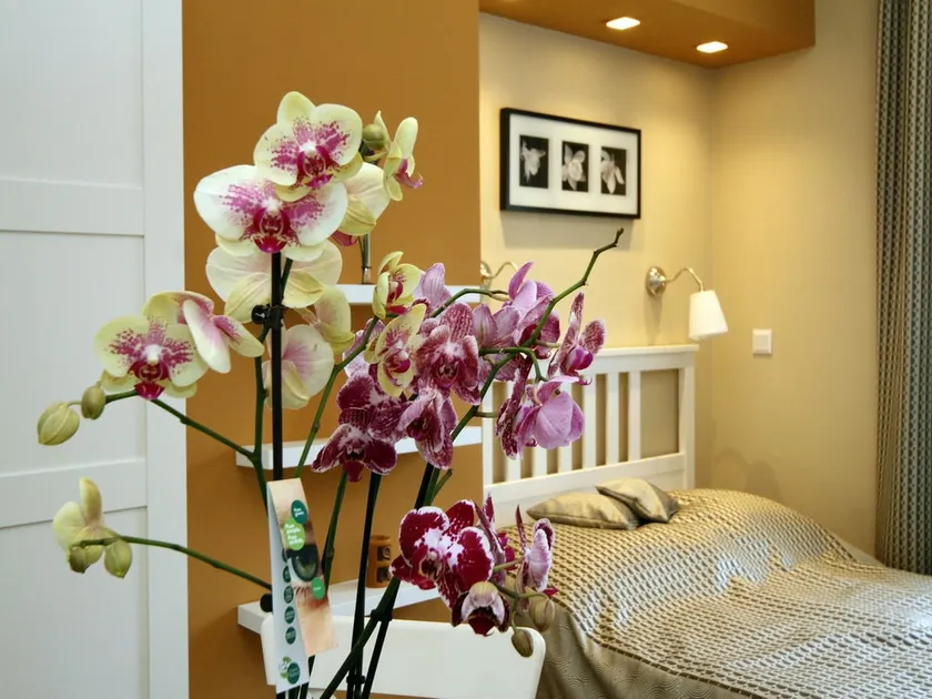 AC Apt | Thermal Bath 5 min | City Centre 10 min - Image 1