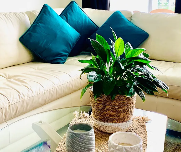 🍃Emerald Retreat🍃 Relaxing Luxury Studio Apartment - Image 1