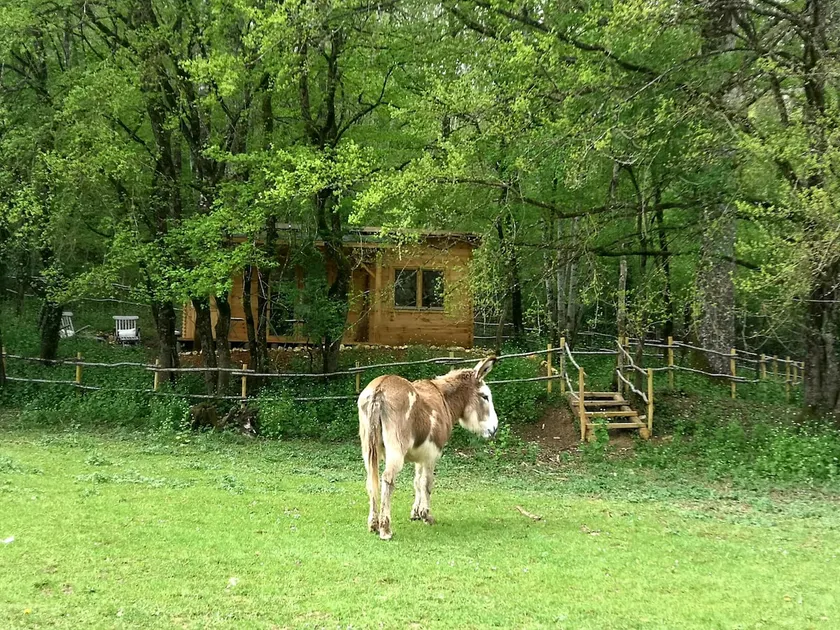 The Cabane des Bois - Image 1