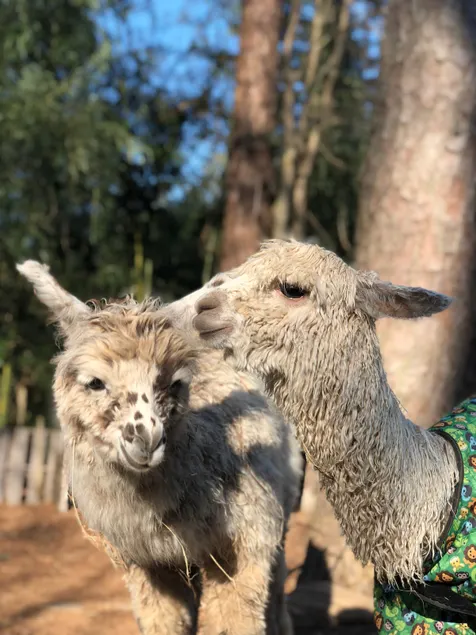 Atlanta Llama Luxury Cottage - Image 1