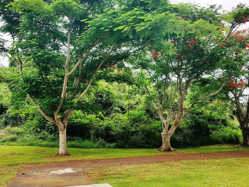 Villa Verde Flamboyan. Discounts for stays - Image 1