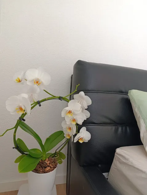 Cozy apartment in Zell - Image 1