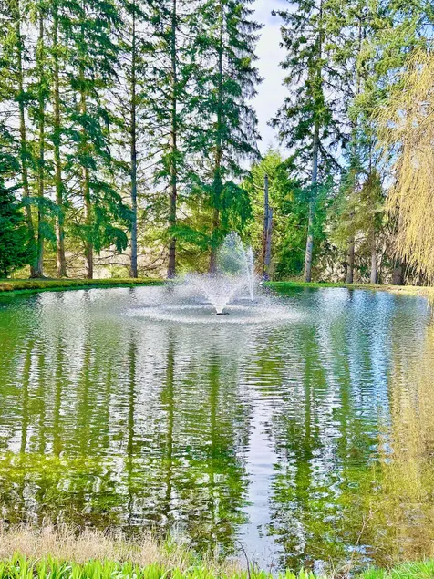 Verdant Willows and Pond Escape - Image 1